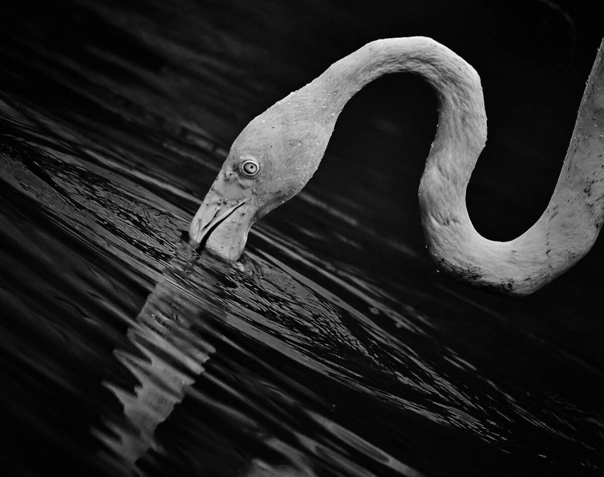 Nature B&W
