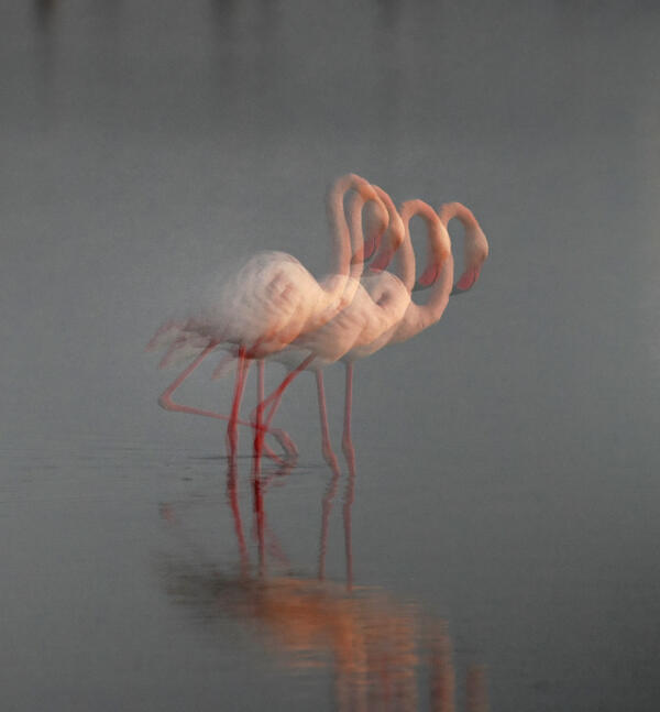 Natura